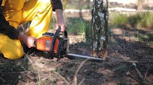 Best Lawn Mowing  in Wurtland, KY