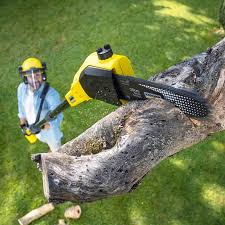 Best Tree Preservation Services  in Wurtland, KY