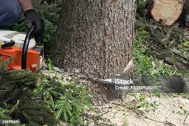 Best Tree Trimming and Pruning  in Wurtland, KY