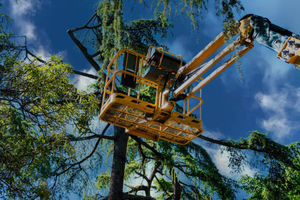 Best Tree Risk Assessment  in Wurtland, KY