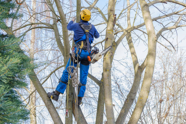 Best Tree Removal  in Wurtland, KY
