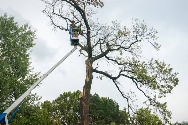 Best Aeration Services  in Wurtland, KY
