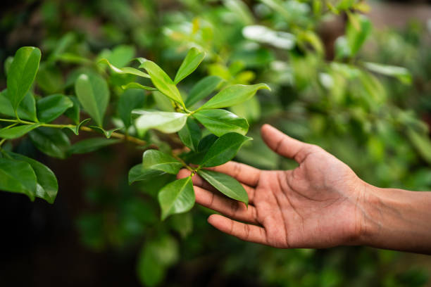 How Our Tree Care Process Works  in  Wurtland, KY